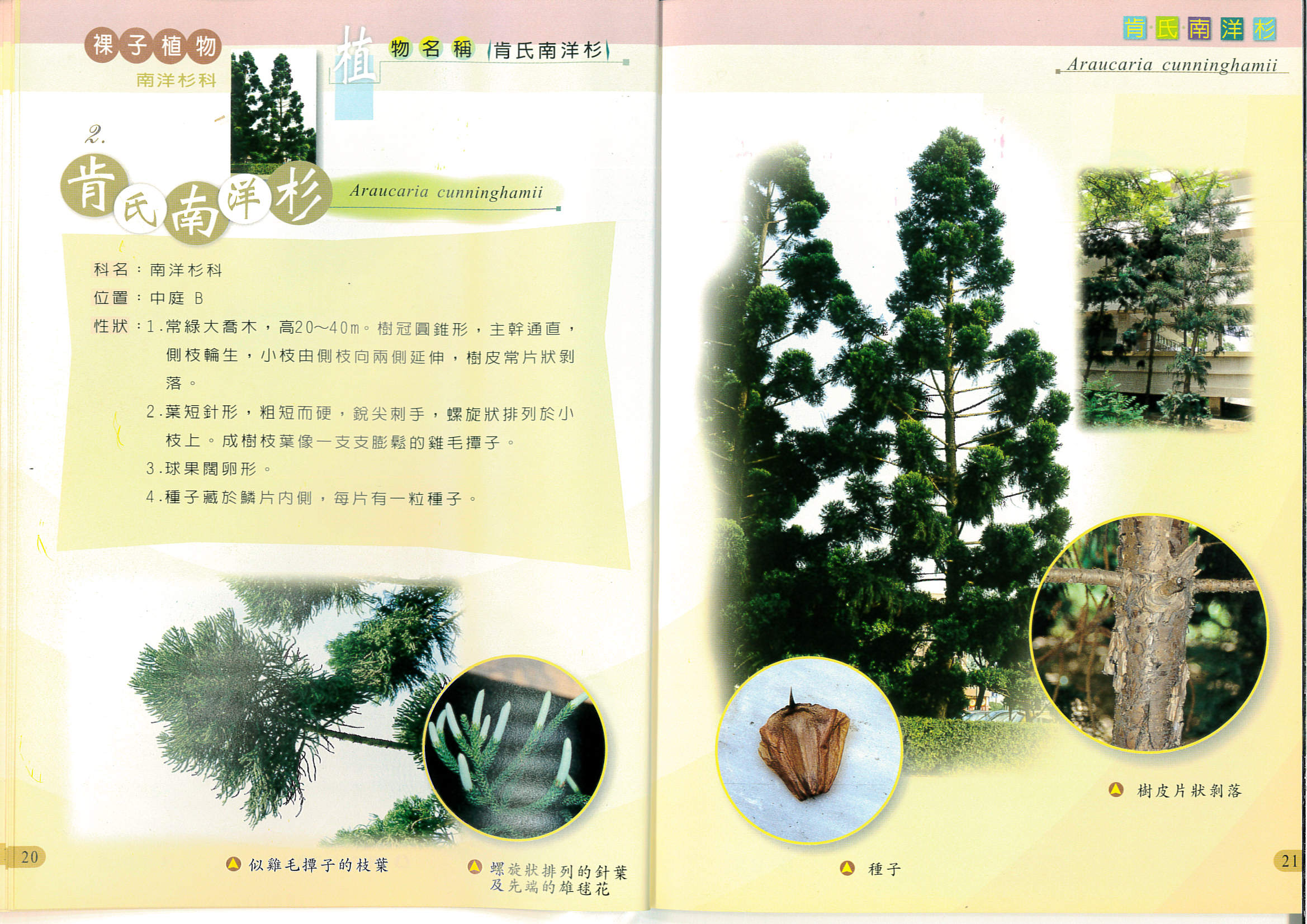 02_plant.png