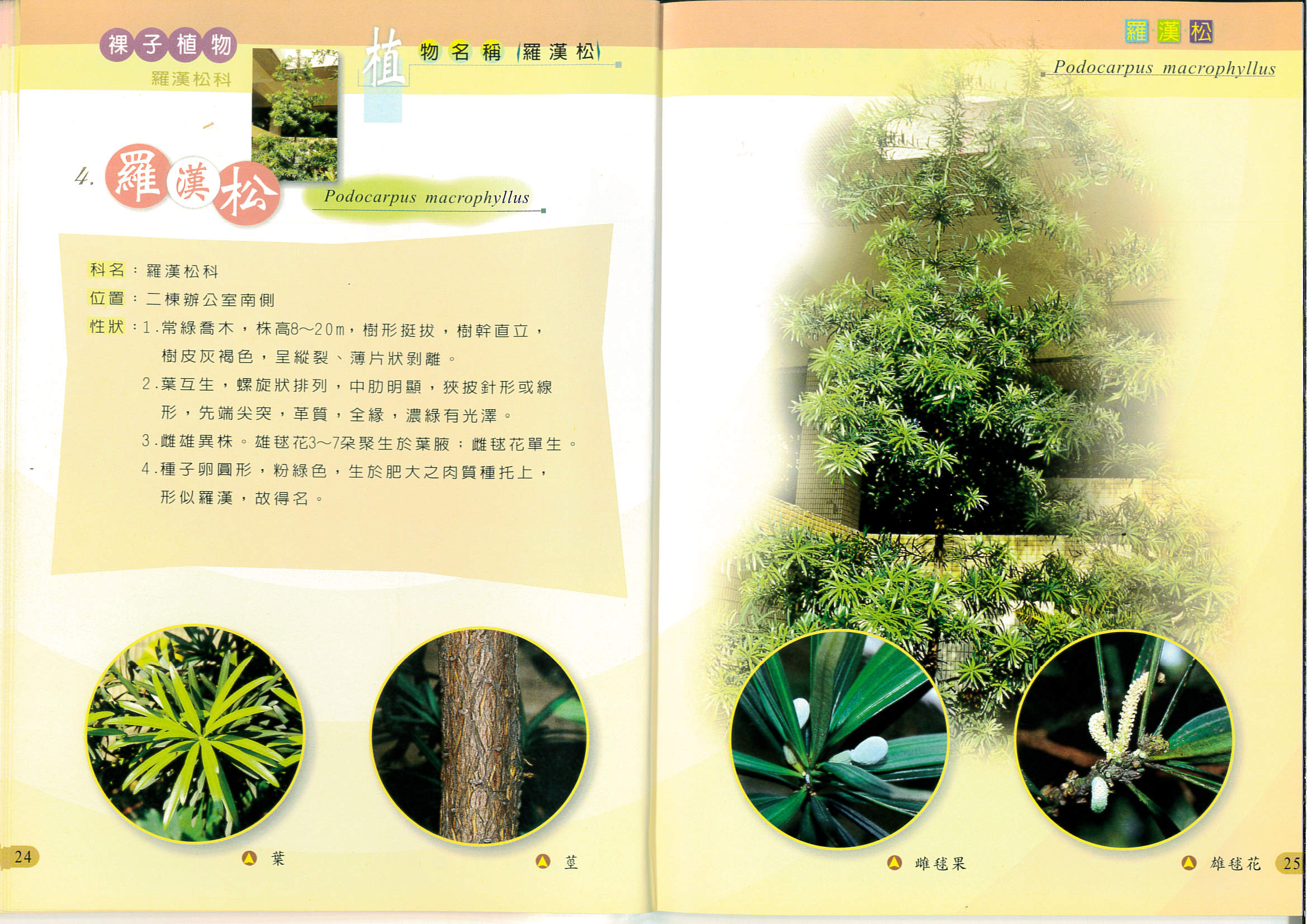 04_plant.png